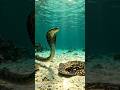 Reality of electric fish