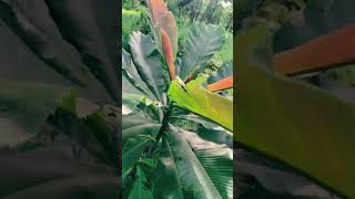 plant #nature #ytviral #newreel #trending #shortsfeed #shortvideo #shortsviral #ytreels #ytshorts