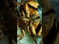 ‘A Crab & A Pipe’ by Johan Stahl & Röyksopp #shorts