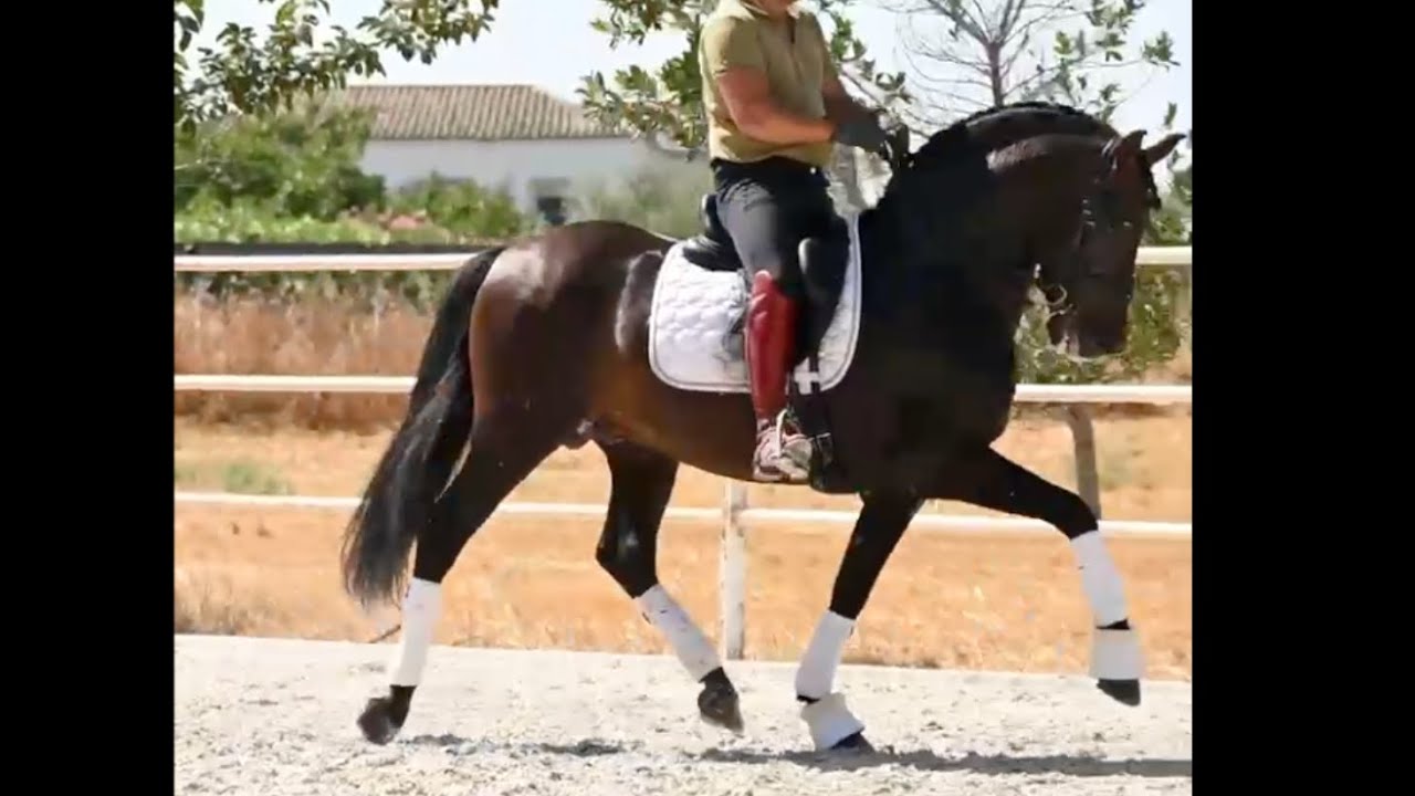 GUEÑO 2016, PRE-Andalusian stallion ,advanced training , August 2025 video