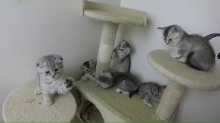 Scottish Fold Kittens by Luxury Kittens Scottish Fold 5,317 views 6 years ago 2 minutes, 57 seconds