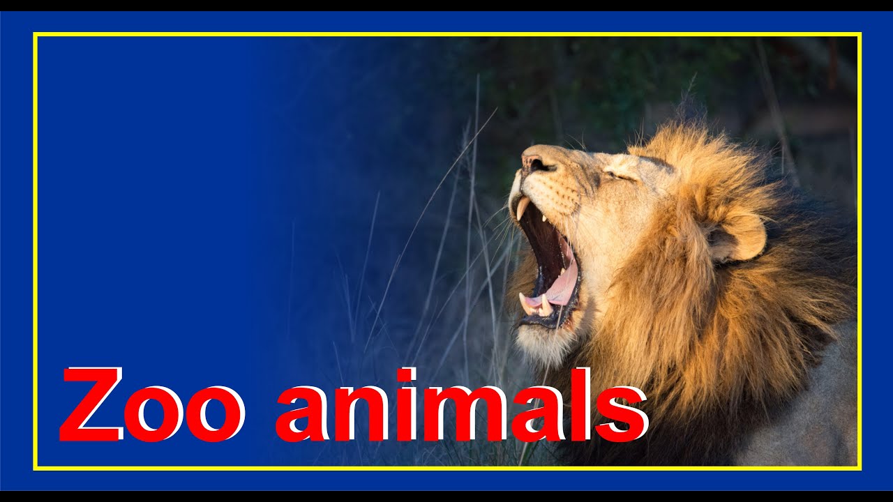 Zoo animals YouTube