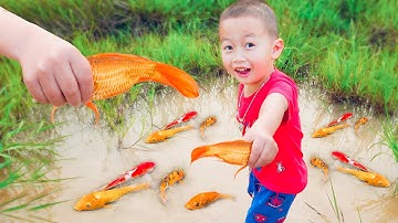 Em ổi chạy đuổi bắt cá vàng tinh nghịch hài hước