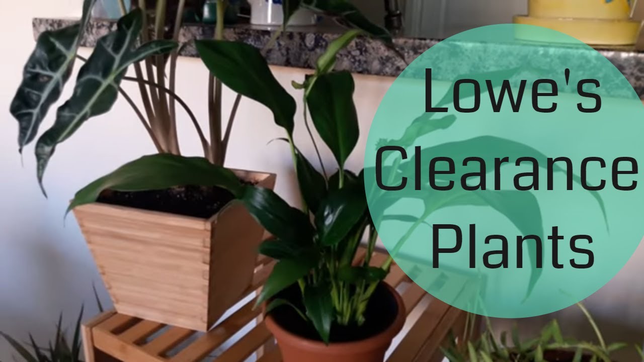 Lowe S Plant Haul Clearance Plants House Plants Youtube