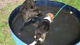 Daisy the Beagle Discovers The Pool