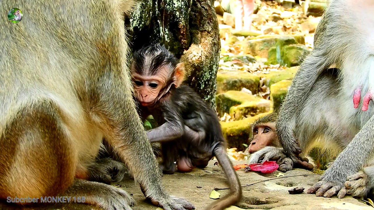 cute monkey pics Julina small monkey have bathe because sunny