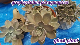 Graptopetalum Paraguayense &quot; Ghost Plant &quot; | care and propagation