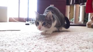 Cats Sing Making My Way Downtown