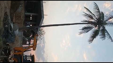How to remove coconut tree with jcb