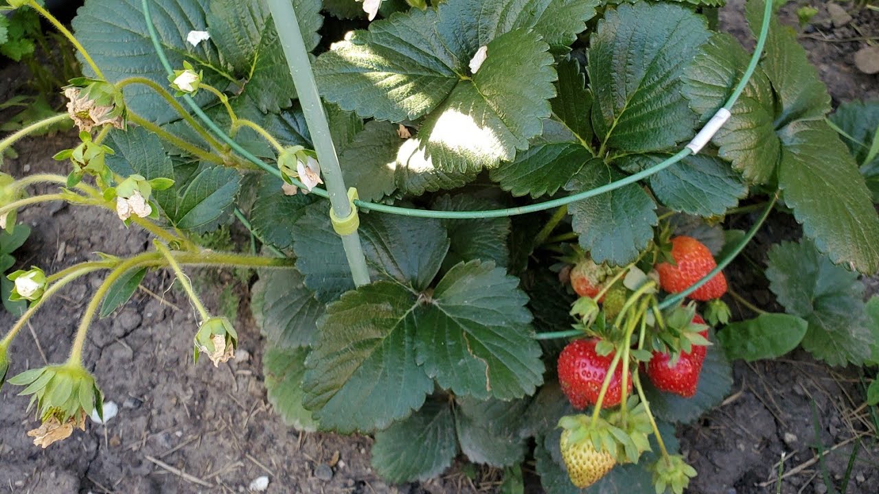 Sweet Homegrown Strawberries YouTube