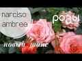 ВлогКурск💐 Розы, распаковка Chanel, новинка Narciso Ambree, немного затестов