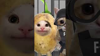 EP10 - Potato cat is hungry ??
