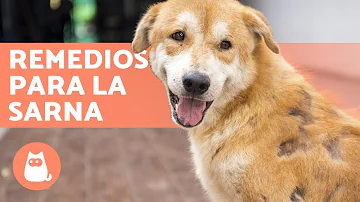 ¿Cuál es la forma más rápida de tratar la sarna en los perros?