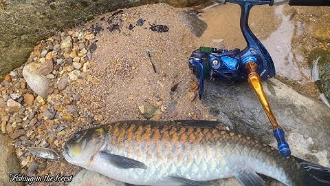 Part 2 - Lure fishing | Blue Mahseer in the forest | Blue Mahseer in Viet Nam | Câu Lure Cá Tro