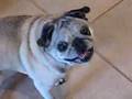 Pug Screaming and Talking