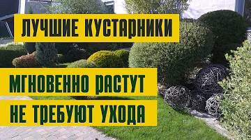 ПОДБОРКА САМЫХ БЫСТРОРАСТУЩИХ И НЕПРИХОТЛИВЫХ КУСТАРНИКОВ | Посадите их и вы не узнаете свой сад
