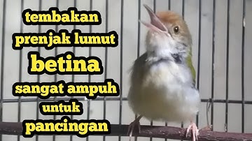 prenjak lumut betina memanggil jantan