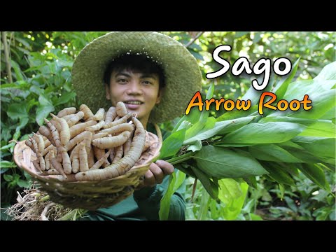 What Is Uraro Plant