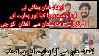 AFGHAN KOUCHI puppy lay kar aye Irshad khan bhai Hamaraye leye Afghanistan say thank you Khan Bhai