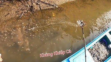 K Thể Tin Những Đàn Cá Khủng Khiếp | Kích Cá Miền Tây | Catch Fish