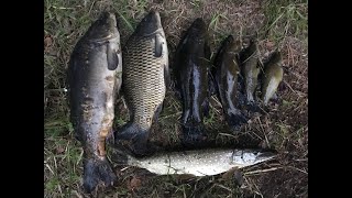 видео: КАРП и ЛИНЬ на БОКОВОЙ КИВОК. Рыбалка на боковой кивок. Ловля линя на боковой кивок. Ловля линя картинка: КАРП и ЛИНЬ на БОКОВОЙ КИВОК. Рыбалка на боковой кивок. Ловля линя на боковой кивок. Ловля линя
