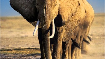 Surat Al-Fil (The Elephant) - سورة الفيل Ahmed Al Ajmi أحمد العجمي