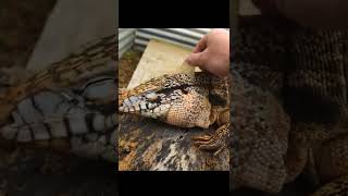 SATISFYING FULL BODY SHED!  (tribrid tegu)