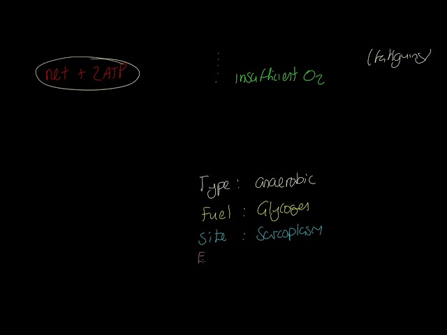 IB Sports, exercise and health science 2024: Glycolytic system class=