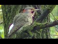 Stunning Birding and Wild Birds - Singing , Feeding, Identification & More