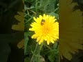 Earth bee on a dandelion / Земляная пчела на одуванчике #shorts