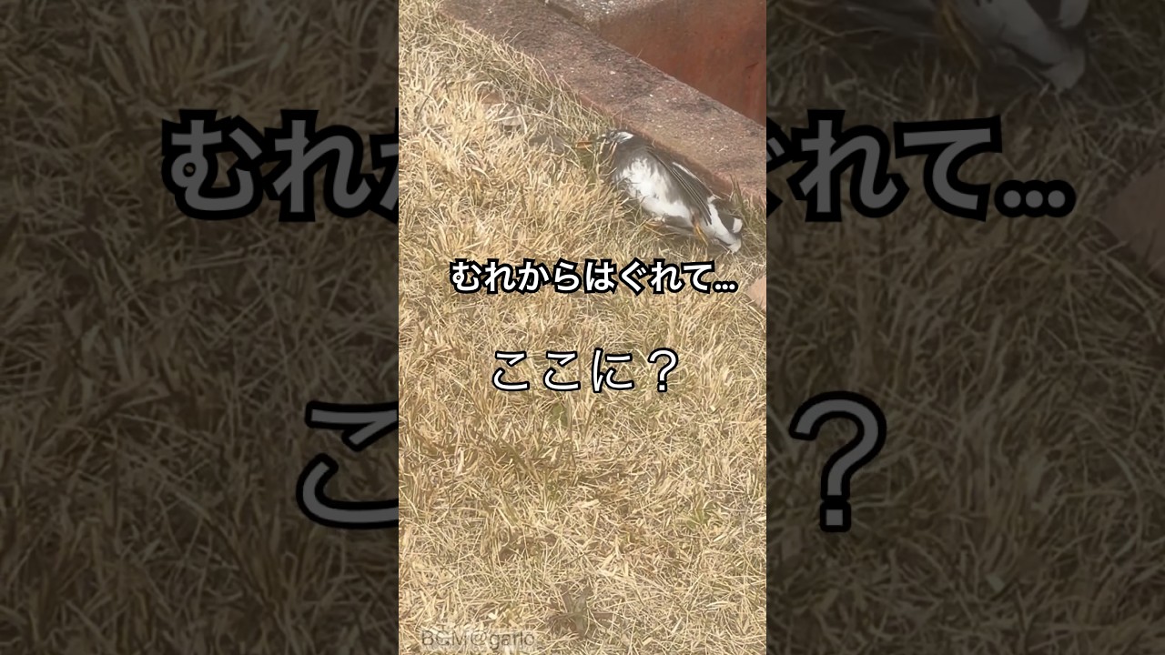 ムクドリが！　#鳥　#最後