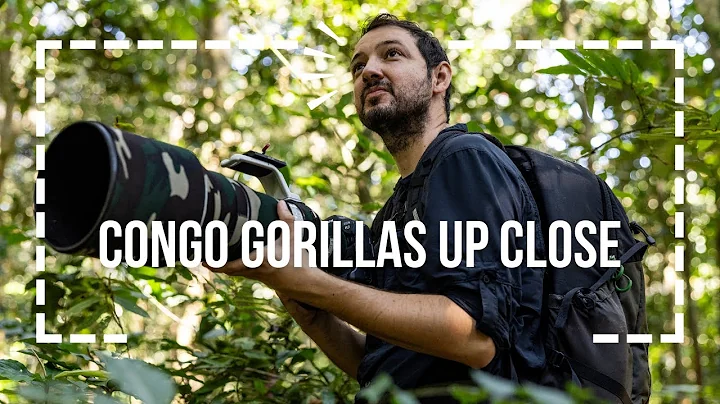 Photographing Western Lowland Gorillas Deep in the Congo Rainforest | Field Report