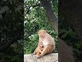 Baby Monkey with Mother Monkey 🐒 #wildanimals #monkeyvideo #monkeyfamily #youtubeshorts