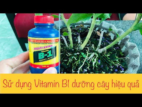 Sử dụng Vitamin B1 thái dưỡng cây cho lan. Vườn Lan Vũ 67. | Foci