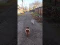Baby Bear 🐻 Meets His Friend Millie 🐶 in the Alley 💞💗❤️ #bear #baby #chihuahua #terrier #puppy