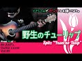 スピッツ - 野生のチューリップ |外国人が目指す100曲ギターカバー |English