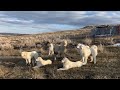 Guardian Dog Helps Suffocating Alpaca Be Found And Life Saved