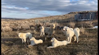 Guardian Dog Helps Suffocating Alpaca Be Found And Life Saved