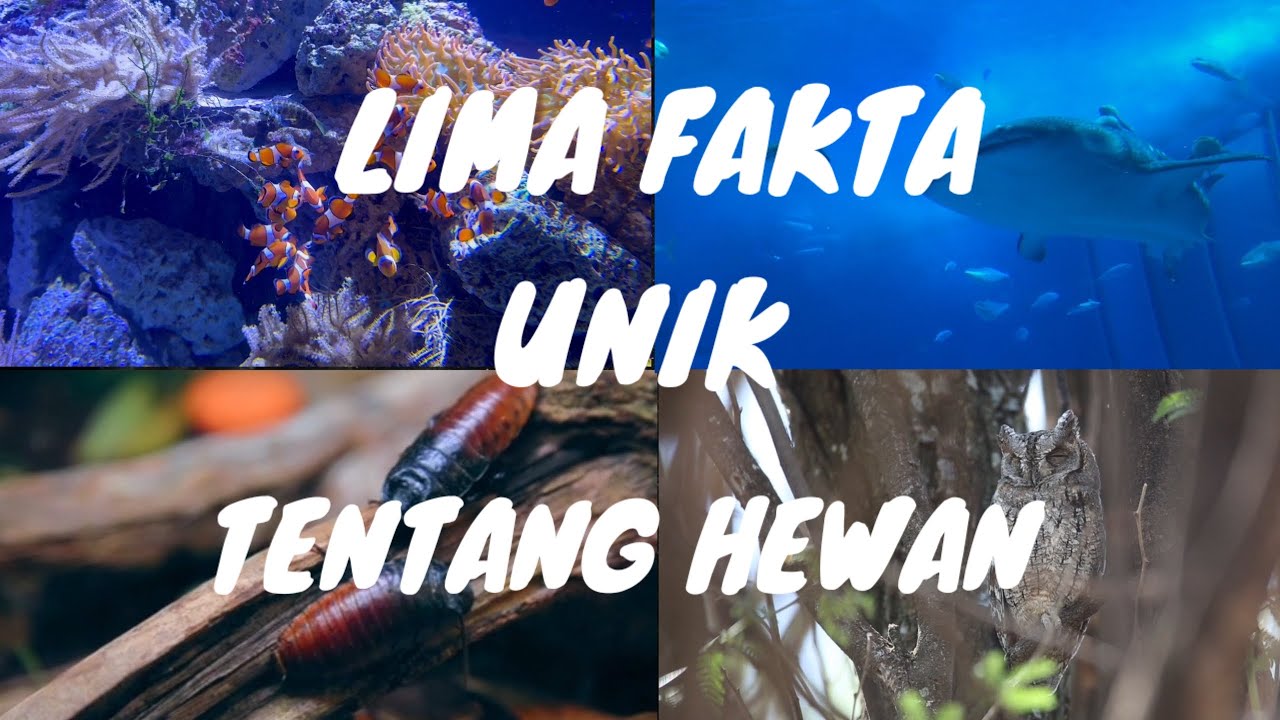 Lima fakta unik hewan 