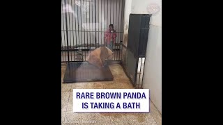 World&#39;s only brown panda in captivity is taking bath