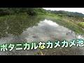 ボタニカルな外来魚釣堀カメカメ池は今日も絶好釣!!