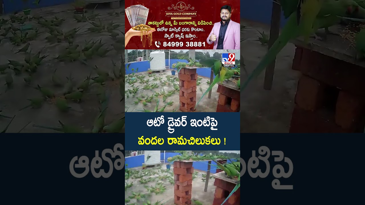 Kakinada : ఆటో డ్రైవర్ ఇంటిపై వందల రామచిలుకలు! - TV9