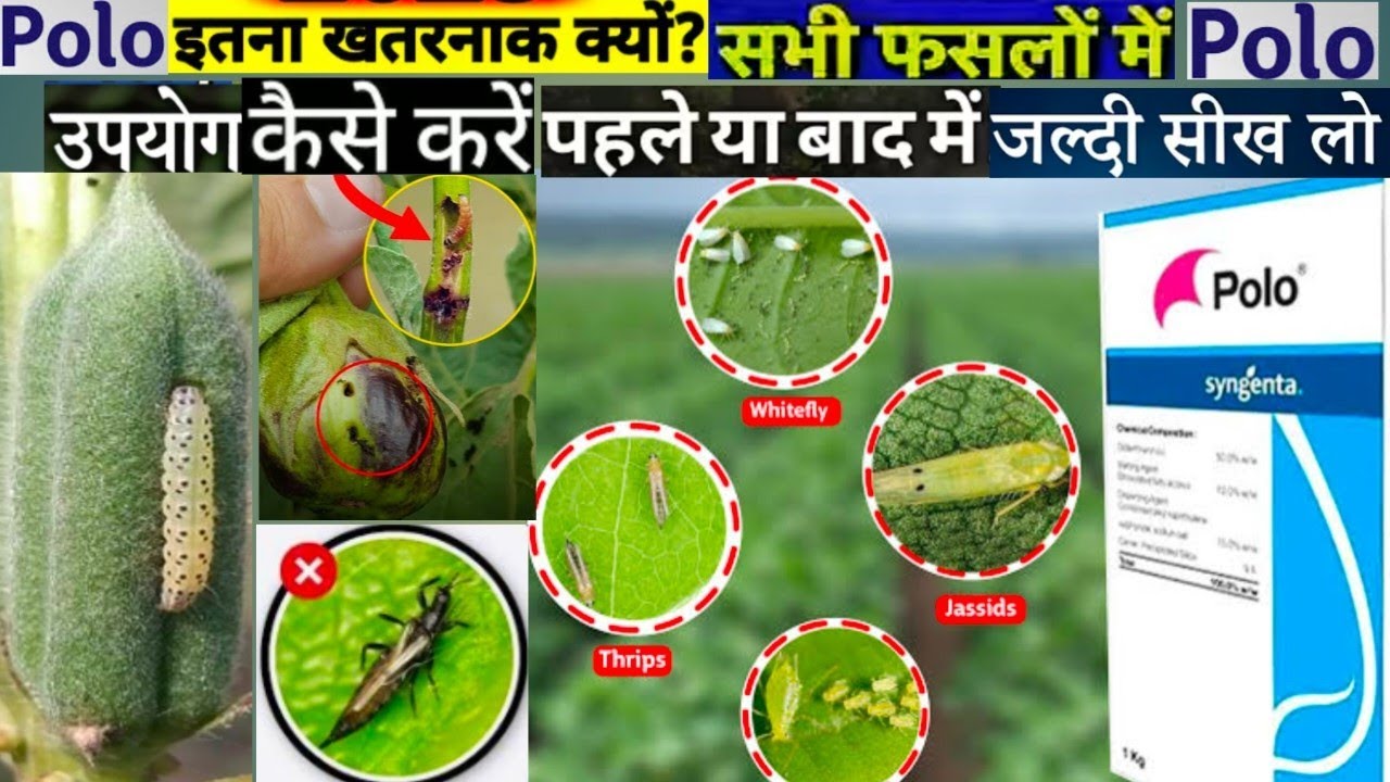 Syngenta Polo provides powerful Insecticide|Polo Insecticide|Best insecticide|Top insecticide|polo