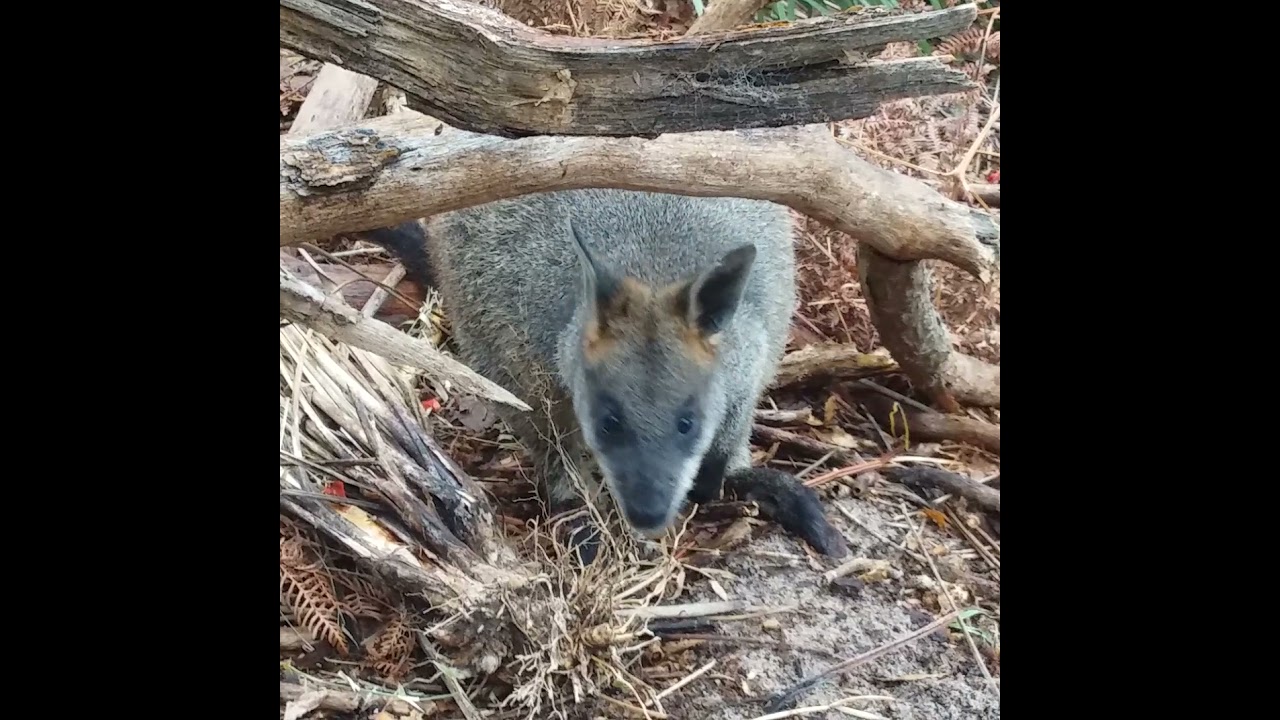 Swamp Wallaby