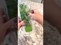 How to Keep Herbs Fresh for 3 WEEKS! 🌿💸 #KitchenHacks2026