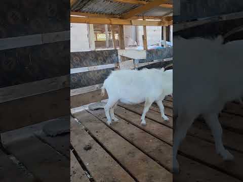 TUNAUZA MBUZI WA MAZIWA DUME LA MBUZI WA MAZIWA AINA YA NORWEGIAN WHITE WE ARE SELLING DAIRY GO