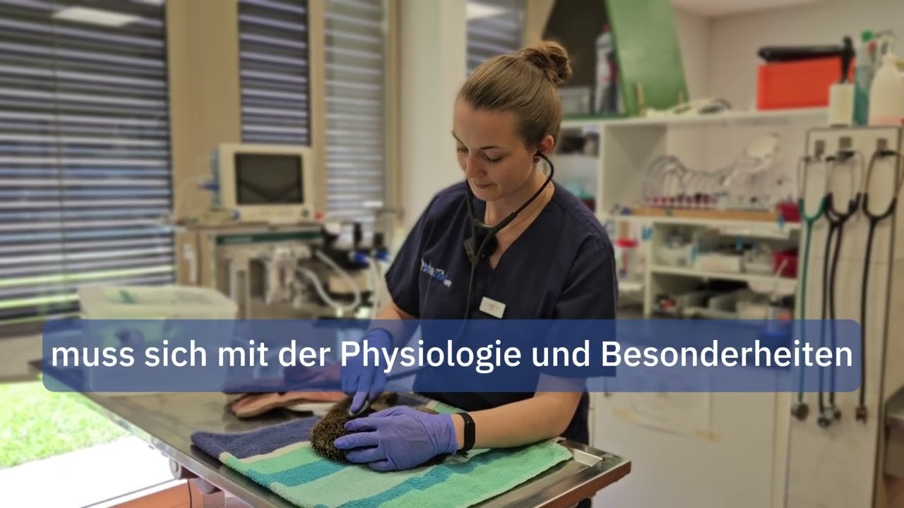 Igel: Erstversorgung in der Tierarztpraxis