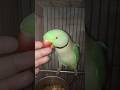 16 May 202 good smart parrot Max#cat #parrot #cat #music #cute #dance #zombie