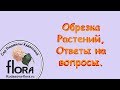 Сад Людмилы Кудасовой. Обрезка растений, ответы на вопросы.