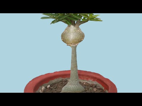Graft a Seedling and Transfigure Your Tower Adenium into a Masterpiece